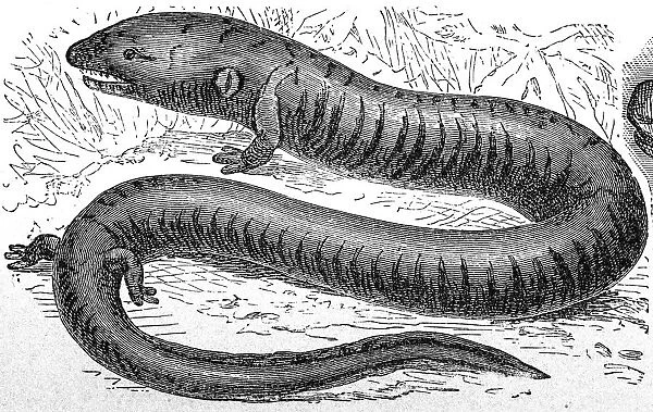 Aquatic salamander (Amphiuma tridactylum)