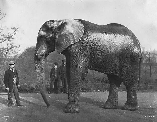 Barnums Elephant