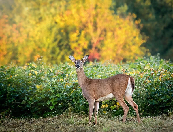 Beautiful White Tailed Deer Against Fall Colors in Pennsylvania