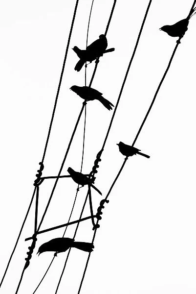 Bird silhouettes on a power line