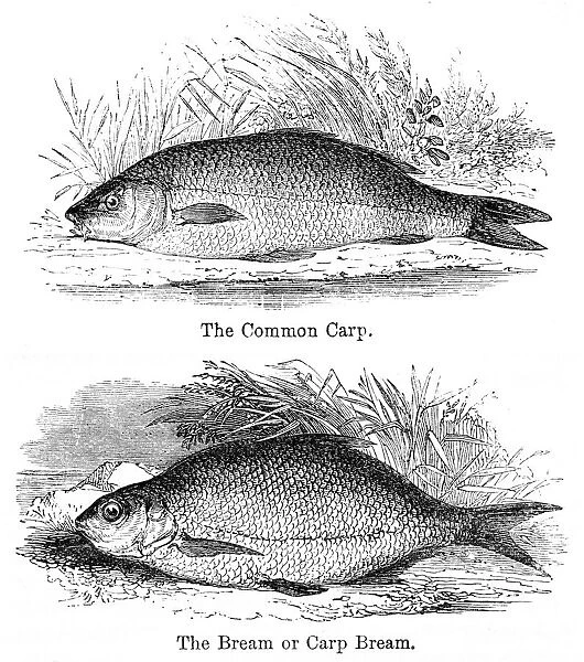 Bream and carp engraving 1878