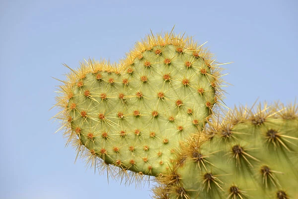 Cactus in heart shape, Opuntia scheeri -Opuntia scheeri-, Spain