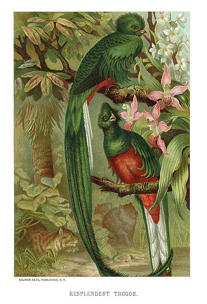 chromolithograph of resplendent quetzal, Pharomachrus mocinno, in forest habitat