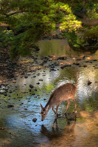 deer in nara park