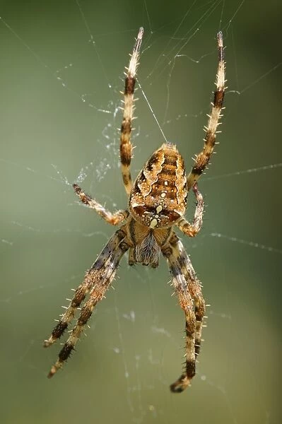 Diadem spider, Cross spider, European garden spider -Araneus diadematus-, habitat Europe