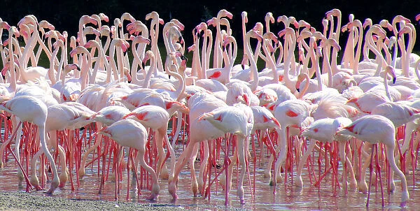 Flamingo flock, Ras al Khor Sanctuary, Dubai