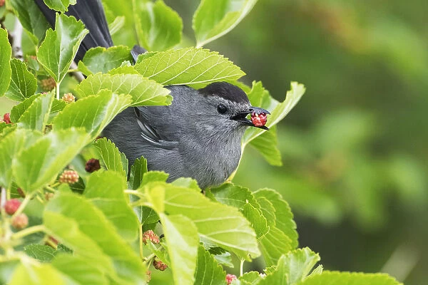 Gray catbird with mulberry