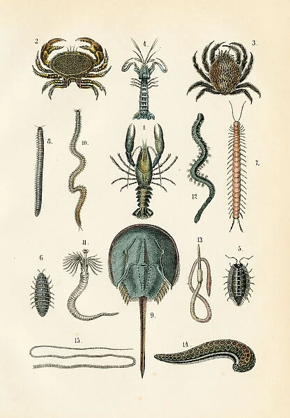 Horseshoe crab, lobster, shrimp, crab engraving 1872