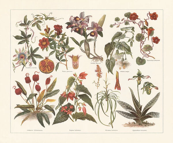 Houseplants, chromolithograph, published in 1897