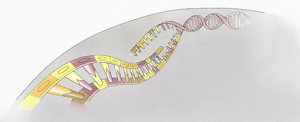 Illustration of structure of human Deoxyribonucleic acid (DNA)