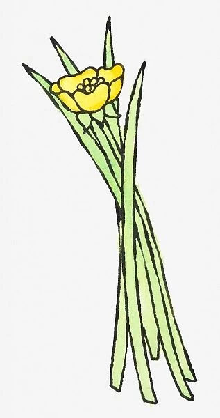 Illustration of yellow buttercup and blades of green grass