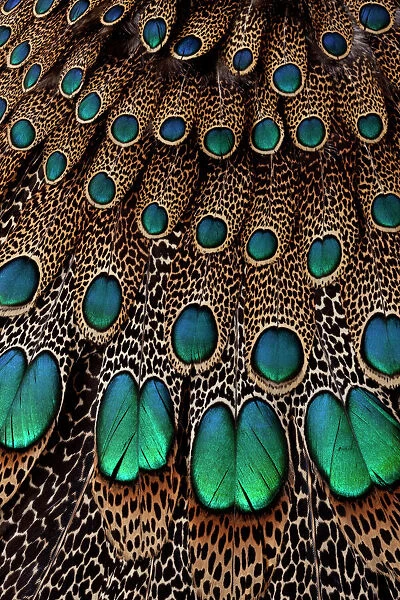 Malay Peacock Pheasant Wing & Tail Feather Design