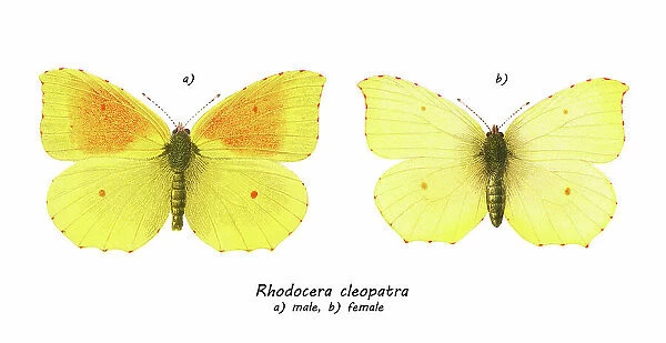Old chromolithograph illustration of Cleopatra or Cleopatra butterfly (Gonepteryx cleopatra)
