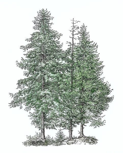 Old engraved illustration of Norway spruce or European spruce cone (Picea abies)