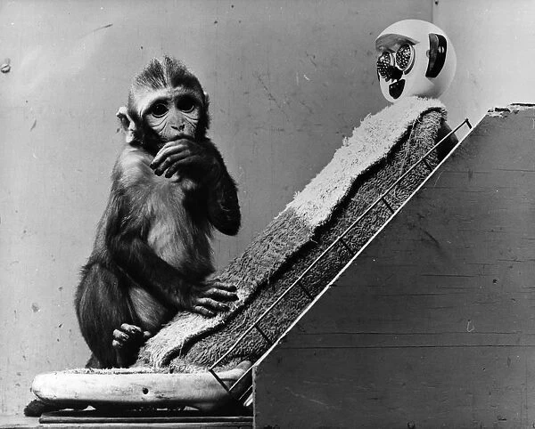 Poor Baby. circa 1951: Sucking its thumb, a baby monkey holds onto its foster mother