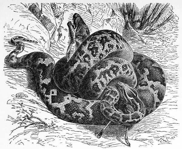 Python molurus (Yellow burmese python)