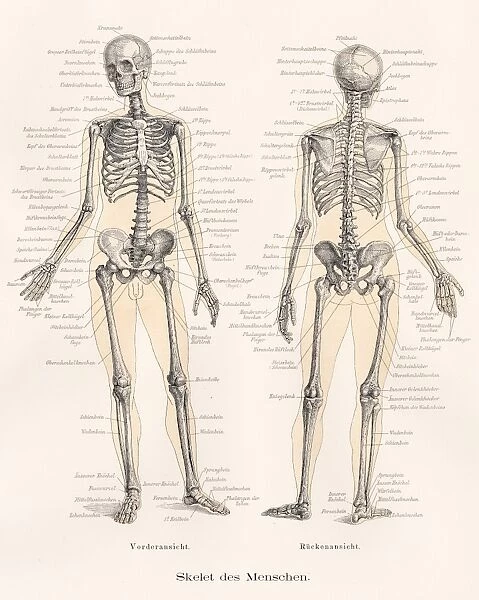 Skeleton anatomy engraving 1857