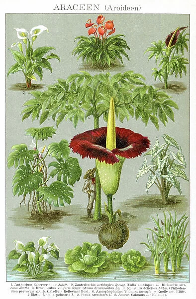 Species of Anthurium calla lilly titan arum and other plants