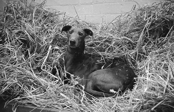 Straw Dog. 12th October 1946: Quare Times, the record-breaking greyhound
