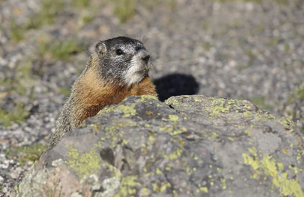 Yellow-bellied marmot (Marmota flaviventris) also known as rock chuck, hiding behind a stone, Yellowstone National Park, Wyoming, United States of America, USA