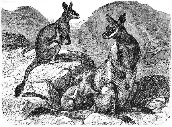 Yellow footed rock wallaby (Petrogale xanthopus)