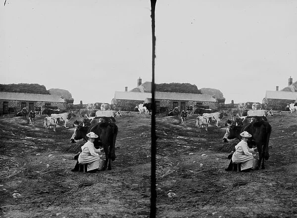 Two women milking cows in a field, St Just in Penwith, Cornwall. Late 1800s