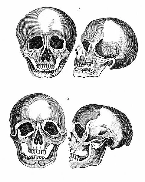 1: Germanic skull with all the marks of a European head. 2: African skull: The arching of the forehead considered separately is by no means so stupid as the other parts evidently appear to be