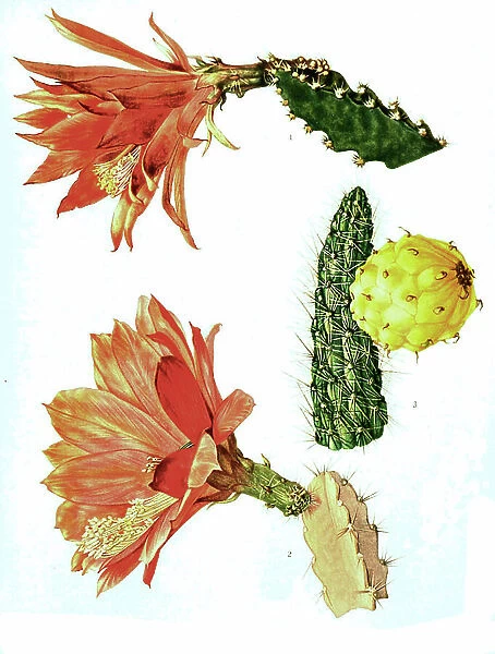 1. heliocereus elegantissimus, 2. heliocereus speciosus, 3. harrisia portoricensis, cactus, cacti
