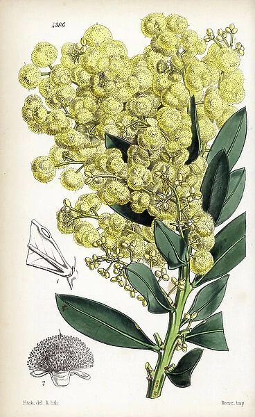 Acacia variete (or mimosa) - Glowing wattle or celastrus-leaved acacia, Acacia celastrifolia, native to Australia. Handcoloured botanical illustration drawn
