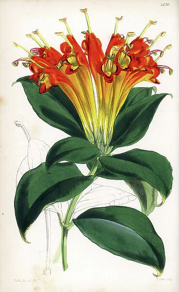 Aechynanthe remarkable - Basket plant or showy aeschynanthus, Aeschynanthus speciosus. Handcoloured botanical illustration drawn and lithographed by Walter Fitch from Sir William Jackson Hooker's 'Curtis's Botanical Magazine, ' London, 1847