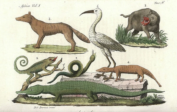 African animals including hippopotamus, chameleon, crocodile, snake, etc. Handcoloured copperplate engraving by from Giulio Ferrario's Costumes Antique and Modern of All Peoples (Il Costume Antico e Moderno di Tutti i Popoli), 1843