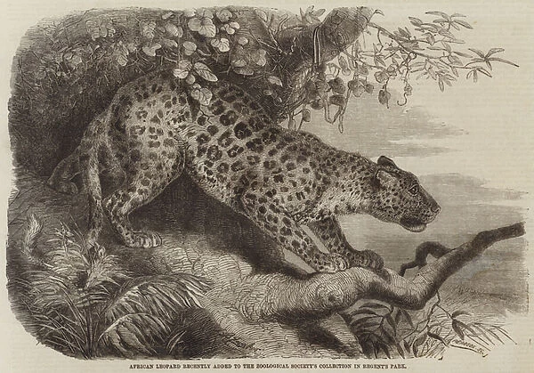 African Leopard recently added to the Zoological Societys Collection in Regents Park (engraving)