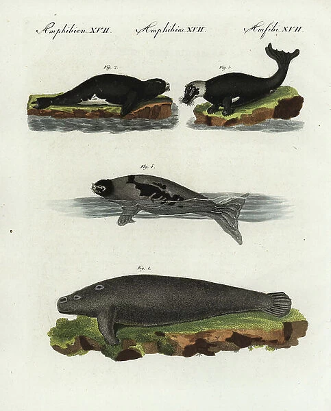 African manatee (African manatee), Trichechus senegalensis, vulnerable 1, harbour seal varieties (harbour seal), Phoca vitulina 2, 3, harp seal (harp seal), Pagophilus groenlandicus 4
