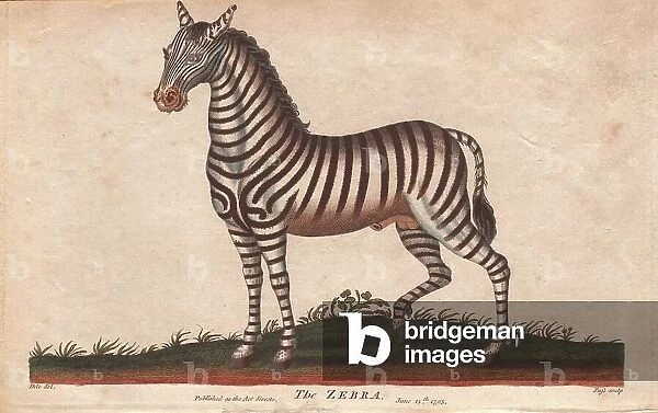African zebra or Equus zebra