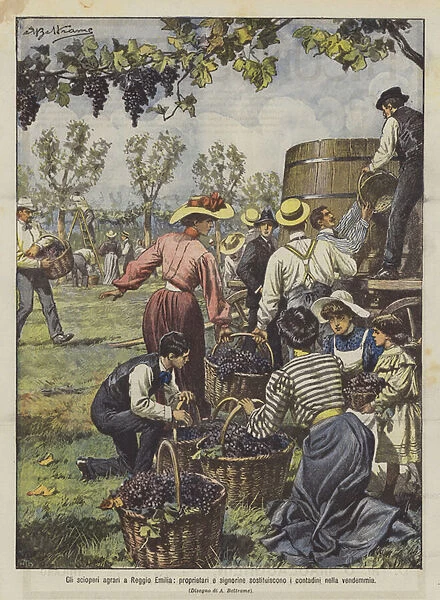 Agrarian strikes in Reggio Emilia, owners and young ladies replace farmers in the harvest (colour litho)