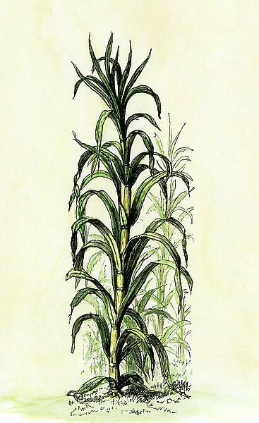 Agriculture: Sugar cane plant Colour engraving of the 19th century