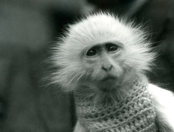 An albino Old World Monkey, genus Ceropithecus, wearing a sweater at London Zoo in July
