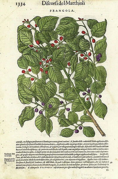 Alder buckthorn or glossy buckthorn, Frangula alnus. Handcoloured woodblock print by Wolfgang Meyerpick after an illustration by Giorgio Liberale from Pietro Andrea Mattioli's Discorsi di P.A