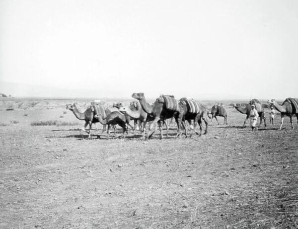 Algeria, Ain zeft: herd of camels and their masters, 1907