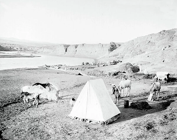 Algeria, Cheliff Region, Chlef: oil research, a caravan camps on the edge of a wadi, surrounded by horses and donkeys, 1917