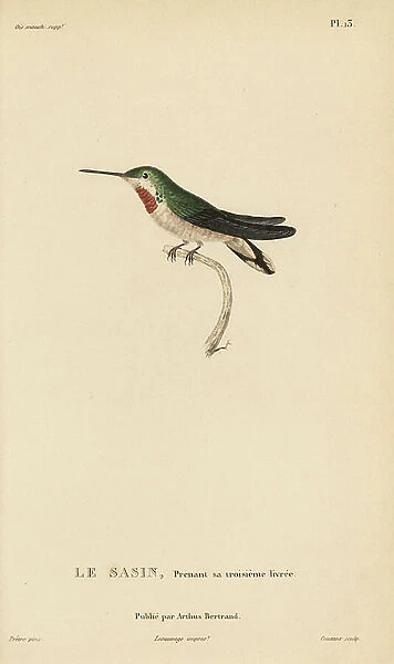 Allen's hummingbird, Selasphorus sasin (Ornismya sasin). Almost adult plumage. Handcolored steel engraving by Coutant after an illustration by Jean-Gabriel Pretre from Rene Primevere Lesson's Natural History of the Colibri Genus of Hummingbirds