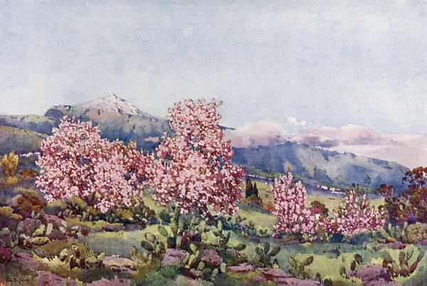 Almond Blossom, Valley of Orotava (colour litho)