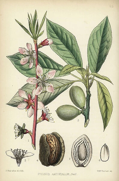 Almond tree, Prunus dulcis (Prunus amygdalus). Handcoloured lithograph by Hanhart after a botanical illustration by David Blair from Robert Bentley and Henry Trimen's Medicinal Plants, London, 1880