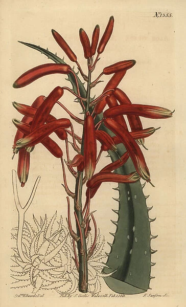 Aloe humilis (Apple-green leaved aloe, Aloe virens)