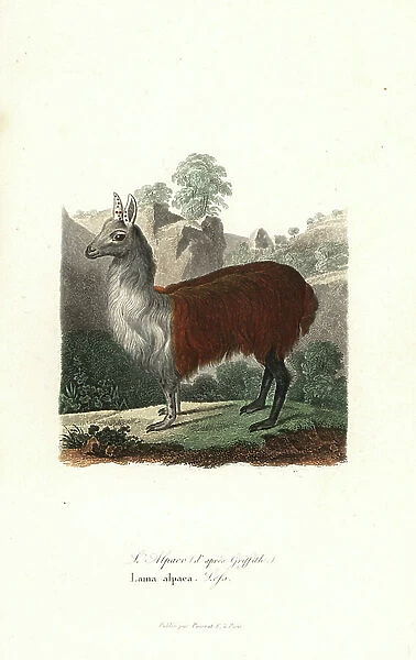 Alpaca, Vicugna pacos. Handcoloured copperplate engraving from Rene Primevere Lesson's Complements de Buffon, Pourrat Freres, Paris, 1838