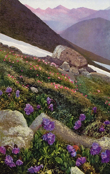 Alpine flowers: Primula Glutinosa (front) and Primula Minima (colour photo)