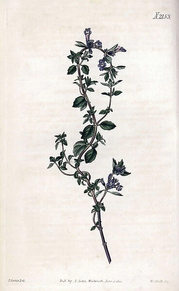 Alpine thyme. Copper engraving, painted by John Curtis and grave by Weddell, published in the 'Curtis Botanical Magazine', 1820, by Samuel Curtis, London, England
