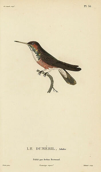 Amazilia hummingbird (dumerilii), Amazilia amazilia dumerilii (Ornismya dumerilii). Adult male. Handcolored steel engraving by Coutant after an illustration by Jean-Gabriel Pretre from Rene Primevere Lesson's Natural History of the Colibri Genus of