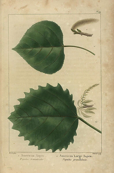 American aspen, Populus tremuloides, and American large aspen, Populus grandidenta
