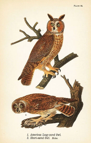 American long-eared owl, Asio otus 1, and short-eared owl with prey, Asio flammeus 2, males